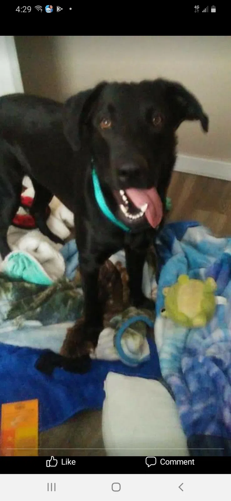 Lost dog in Grand Island, NE, 68801