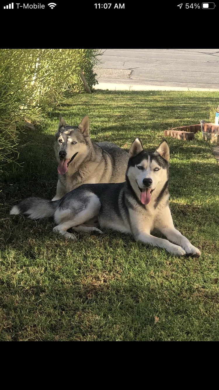 Lost dog in Moreno Valley, CA, 92557