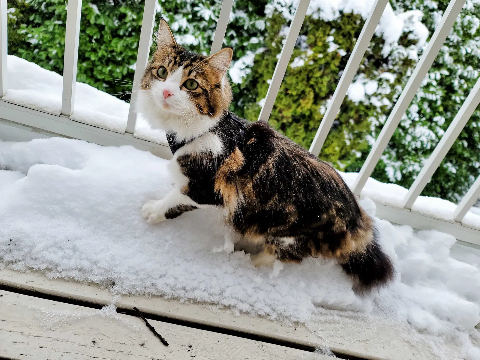 Lost cat in Bremerton, WA, 98310