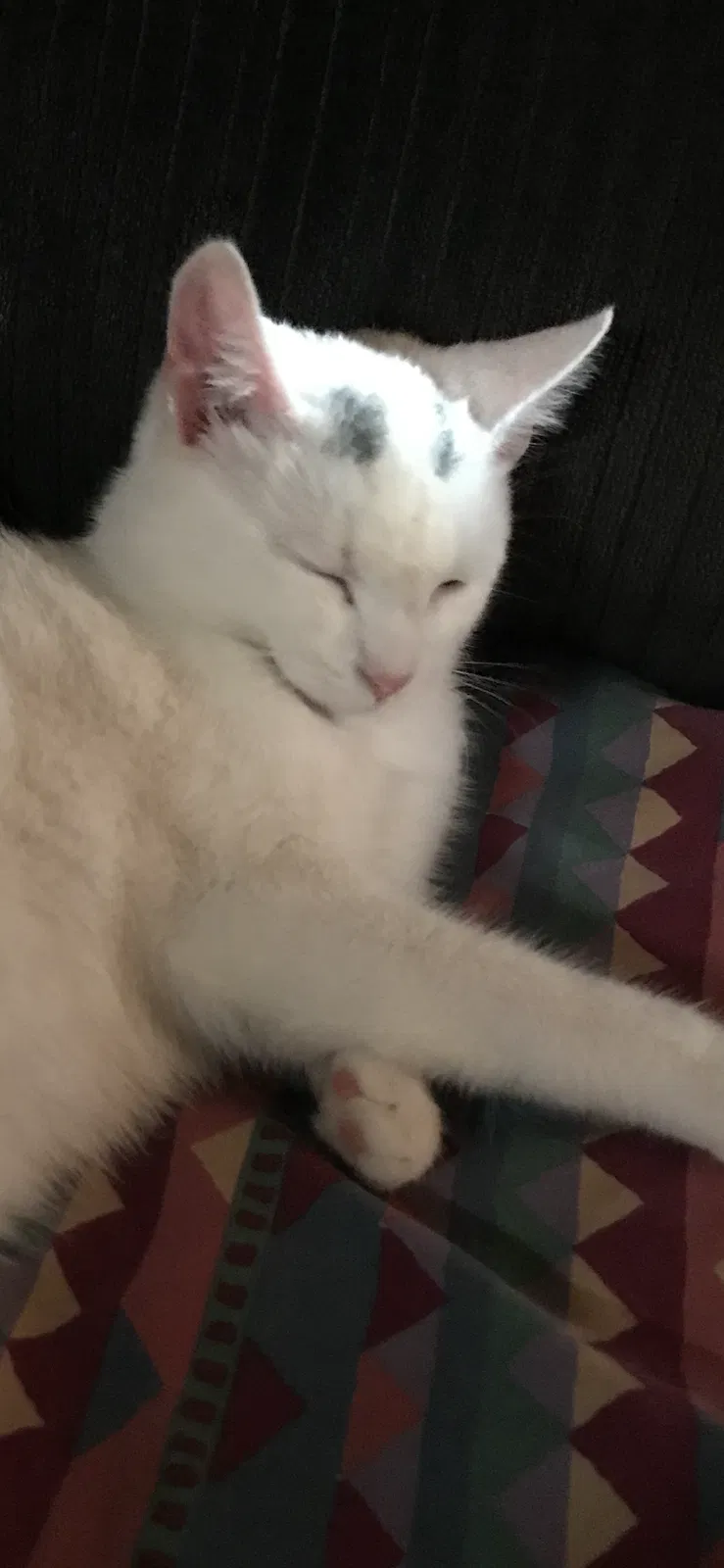 Lost cat in New Castle, PA, 16101