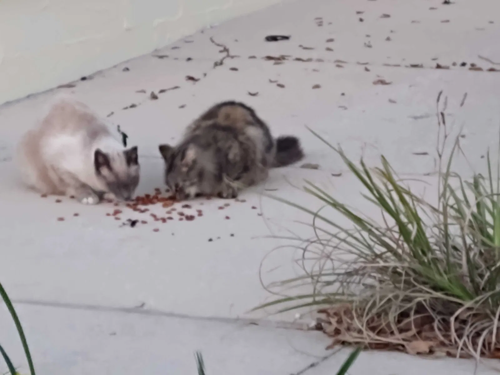 Found cat in Port Orange, FL, 32129