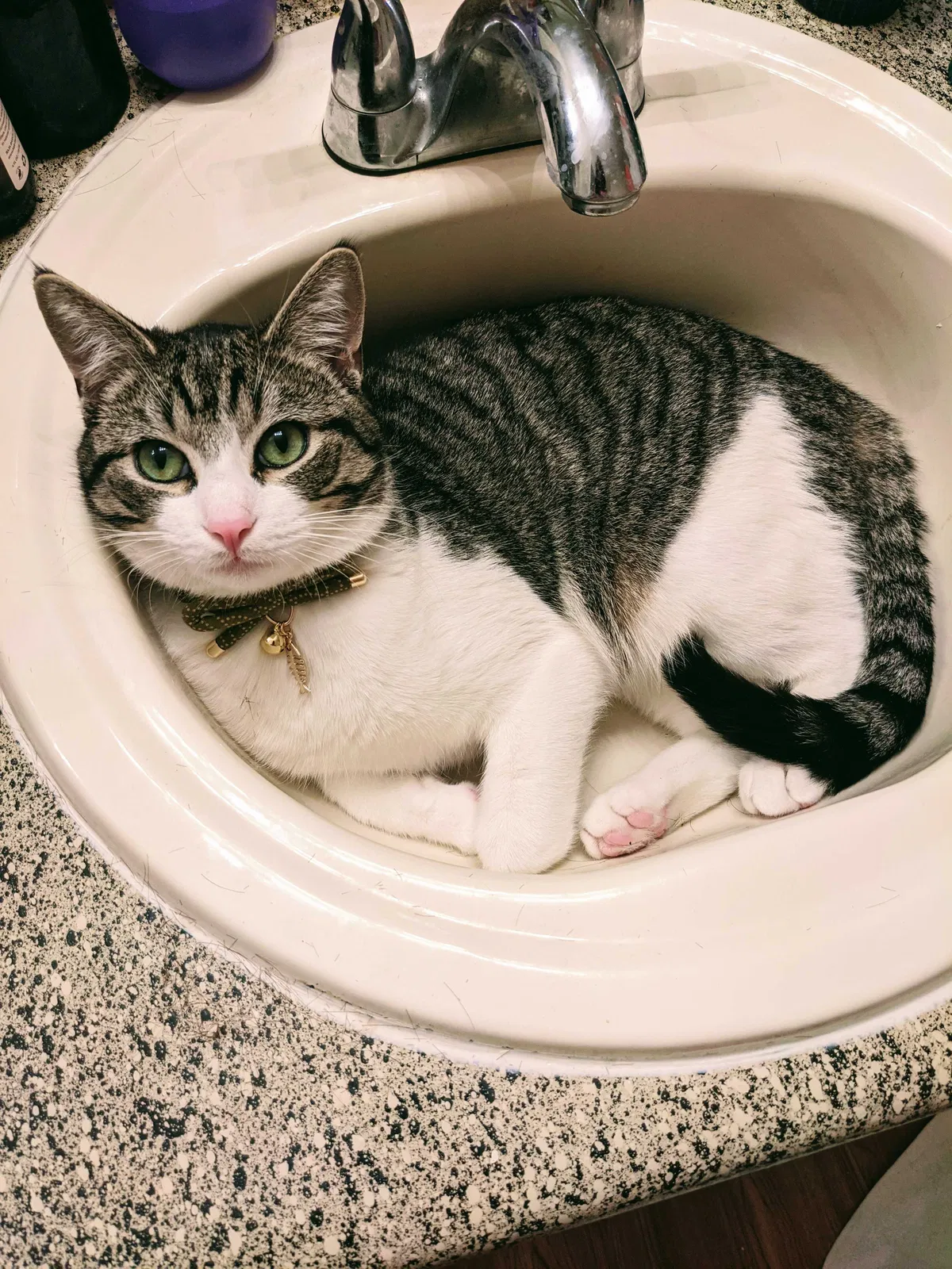 Lost cat in Dallas, TX, 75287