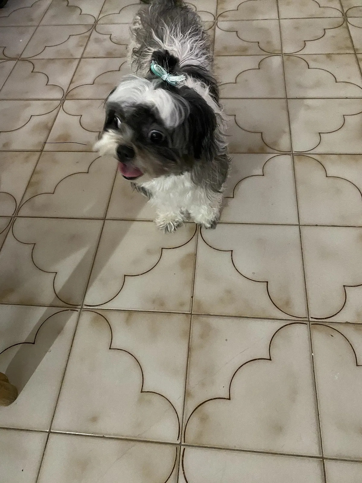 Lost dog in Miami, FL, 33134