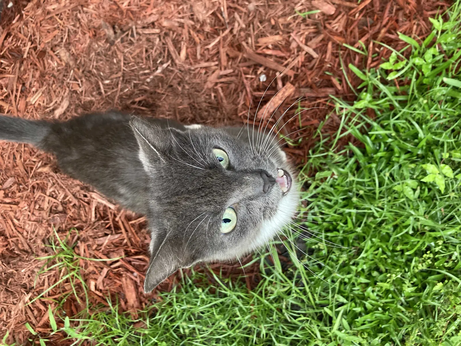 Lost cat in Jacksonville, FL, 32256