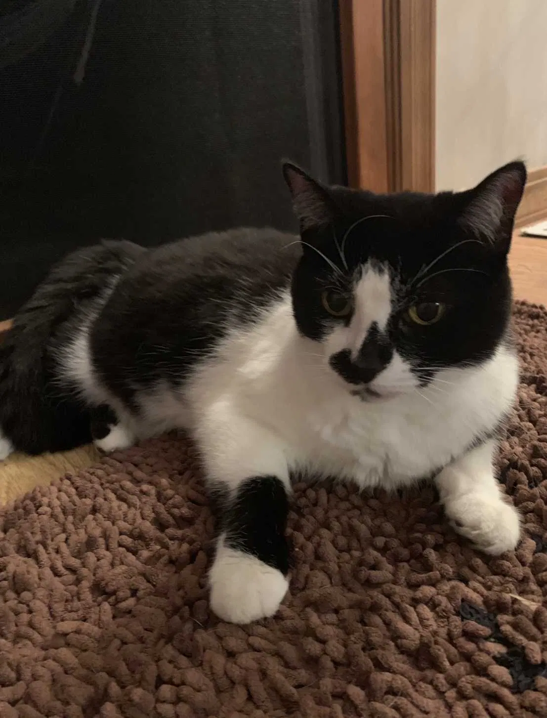 Lost cat in Grand Rapids, MI, 49544