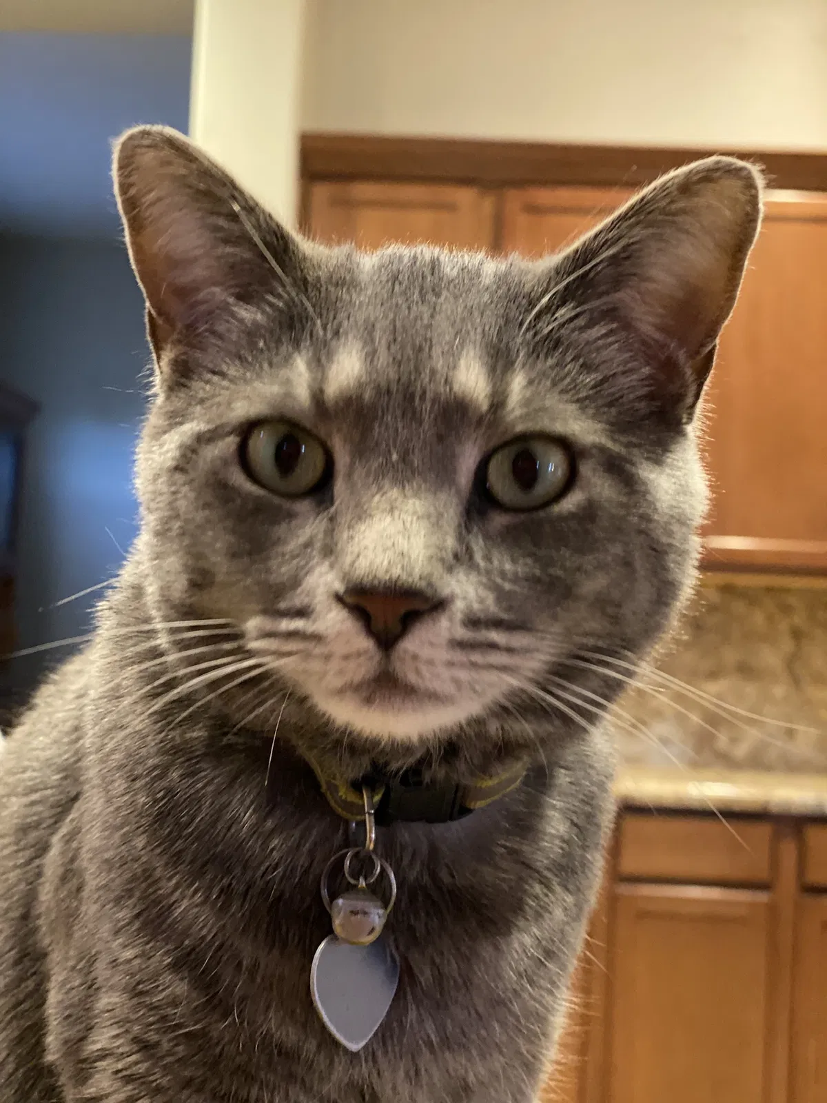 Lost cat in Mesa, AZ, 85212