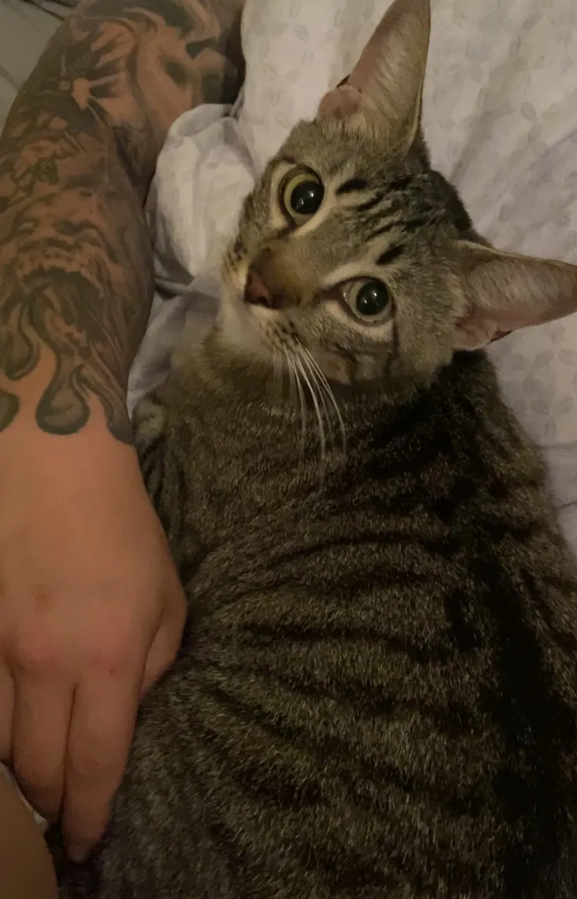 Lost cat in Mckinney, TX, 75071
