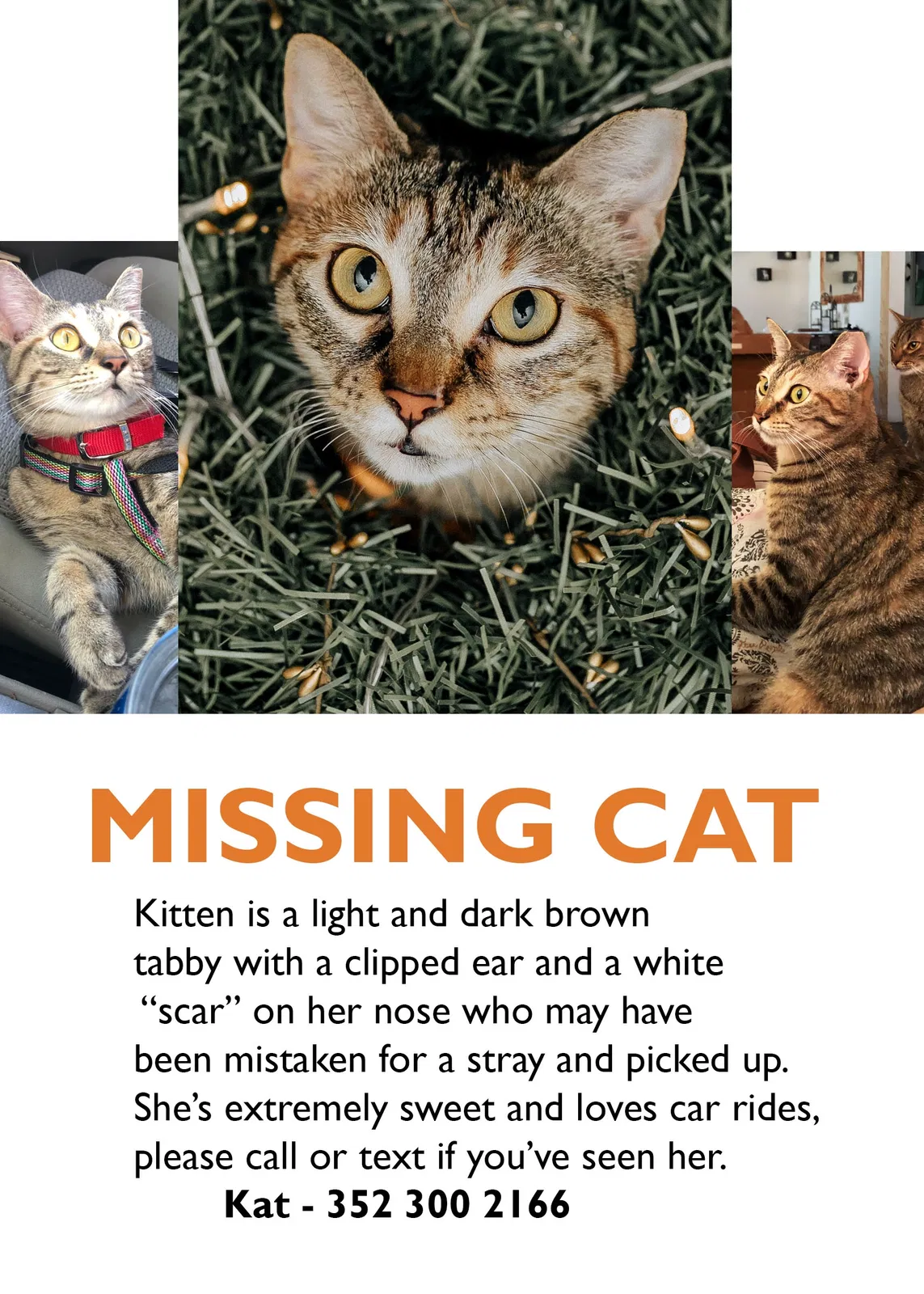 Lost cat in Ocala, FL, 34479