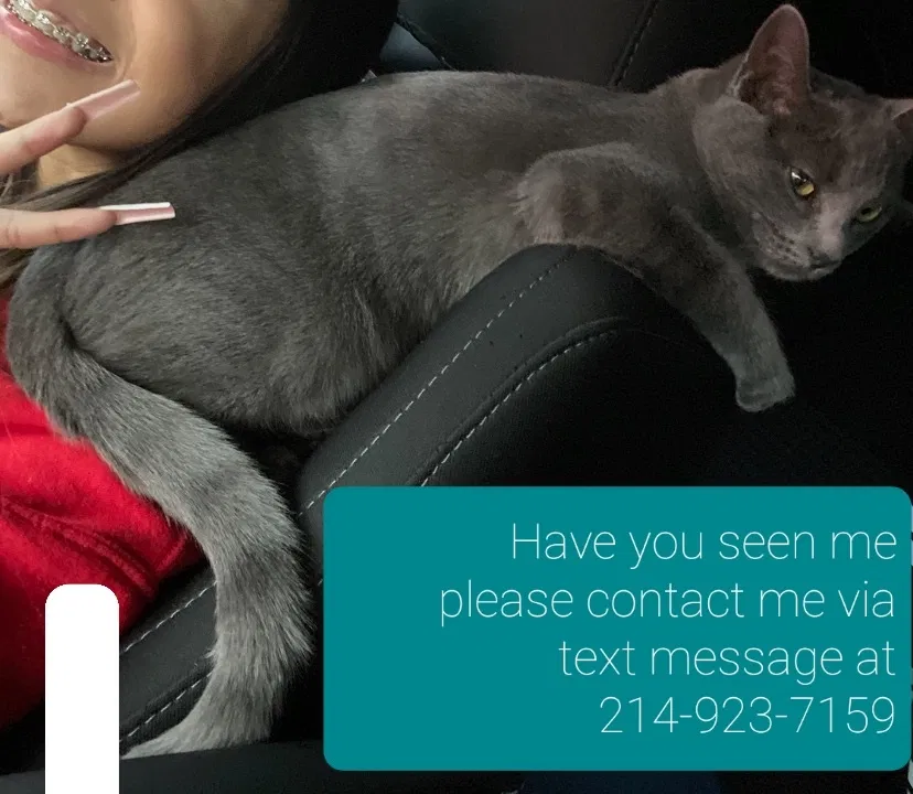 Lost cat in Duncanville, TX, 75116