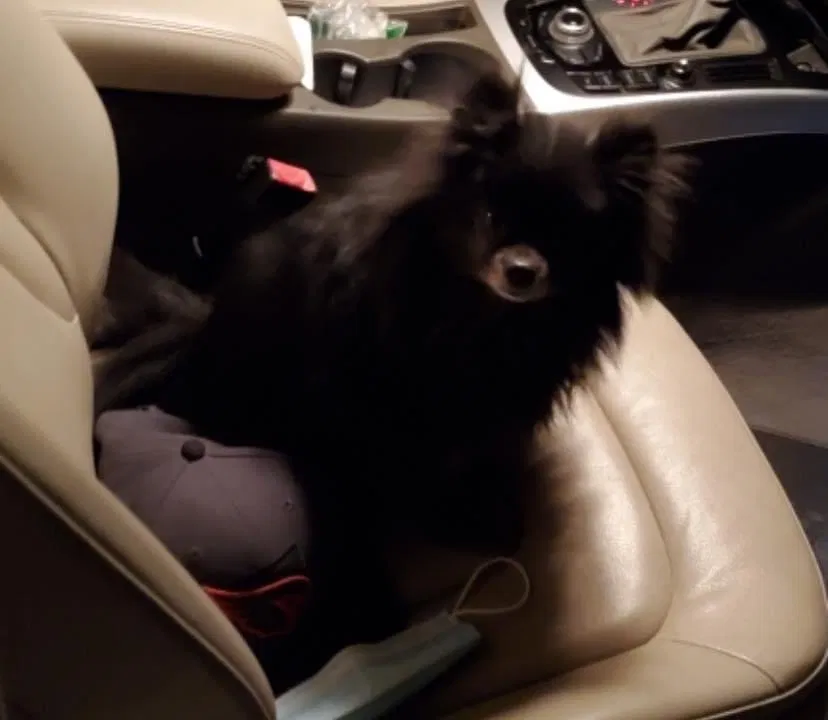Lost dog in Tucson, AZ, 85746