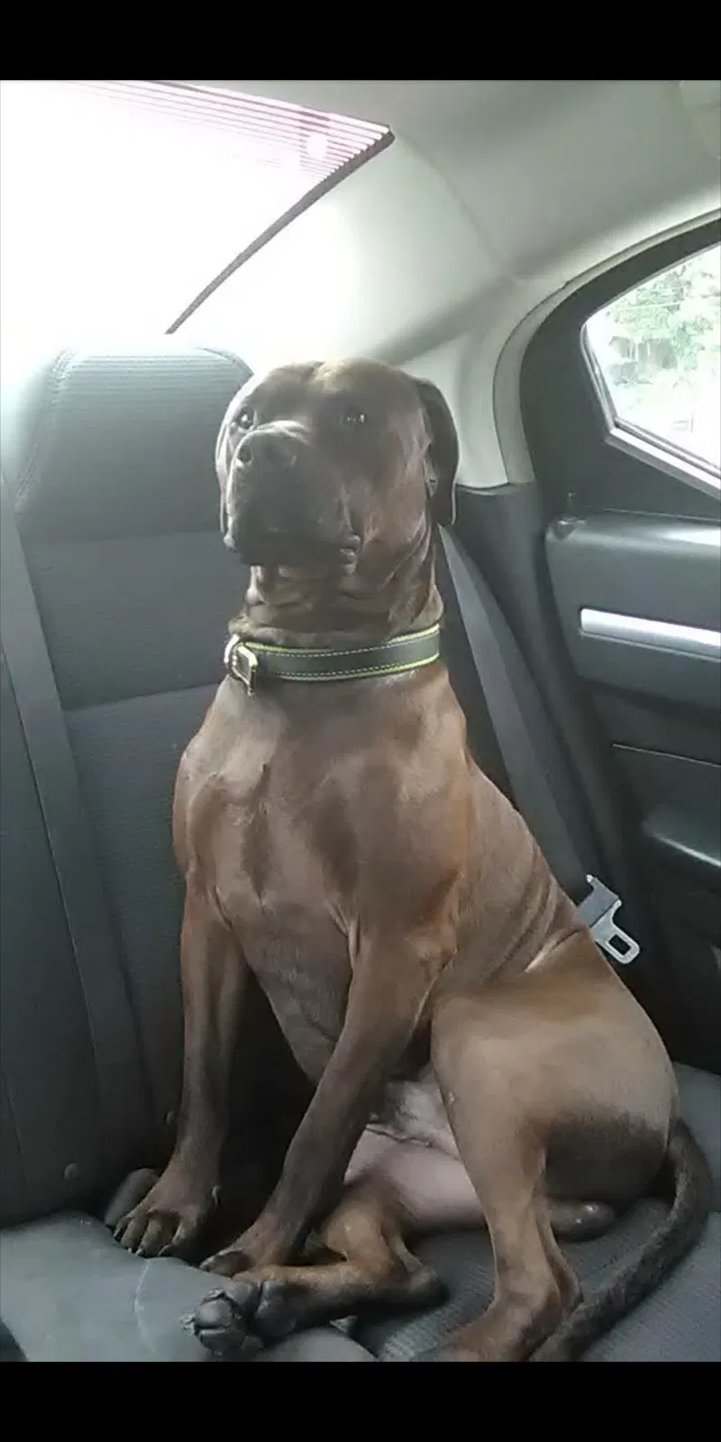 Lost dog in Unknown, PA, 17657