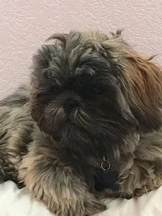 Lost dog in Lubbock, TX, 79403