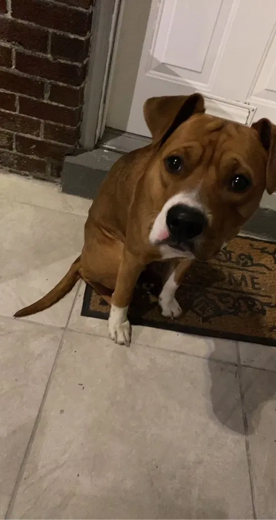 Found dog in Harrisburg, PA, 17110