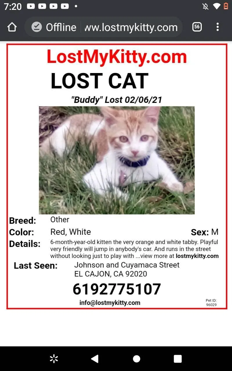 Lost cat in El Cajon, CA, 92020