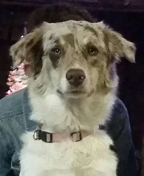 Lost dog in Inola, OK, 74036