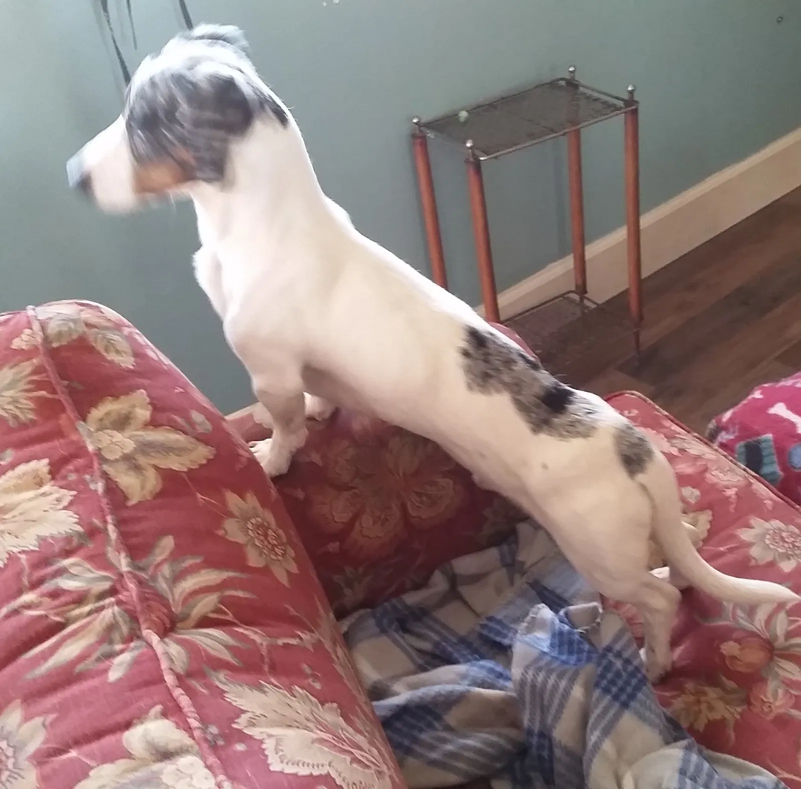 Found dog in Inola, OK, 74036