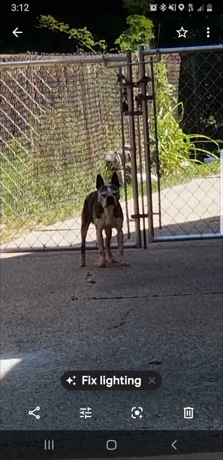 Lost dog in Detroit, MI, 48228