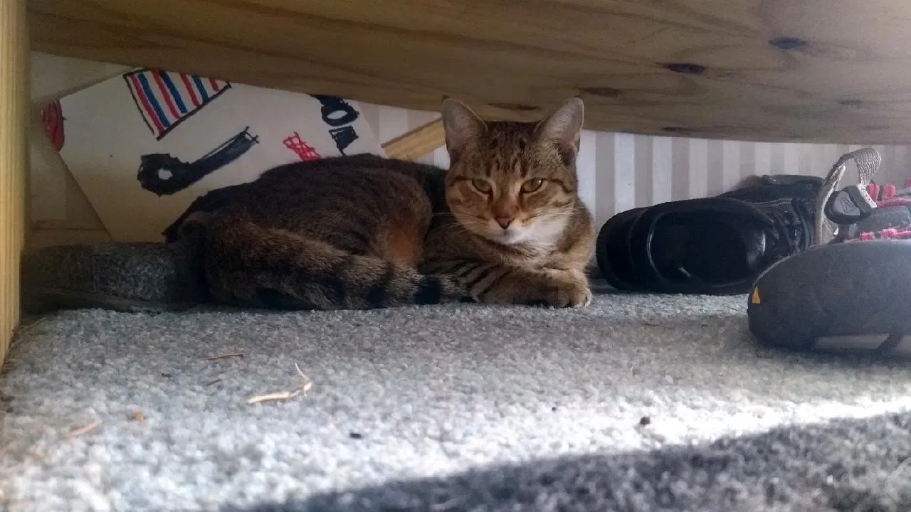 Lost cat in Columbus, OH, 43209