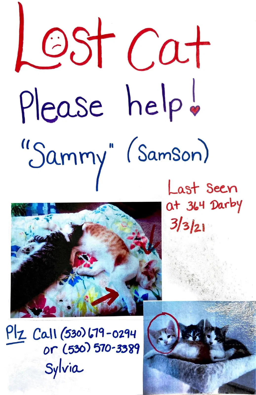 Lost cat in Bangor, CA, 95914