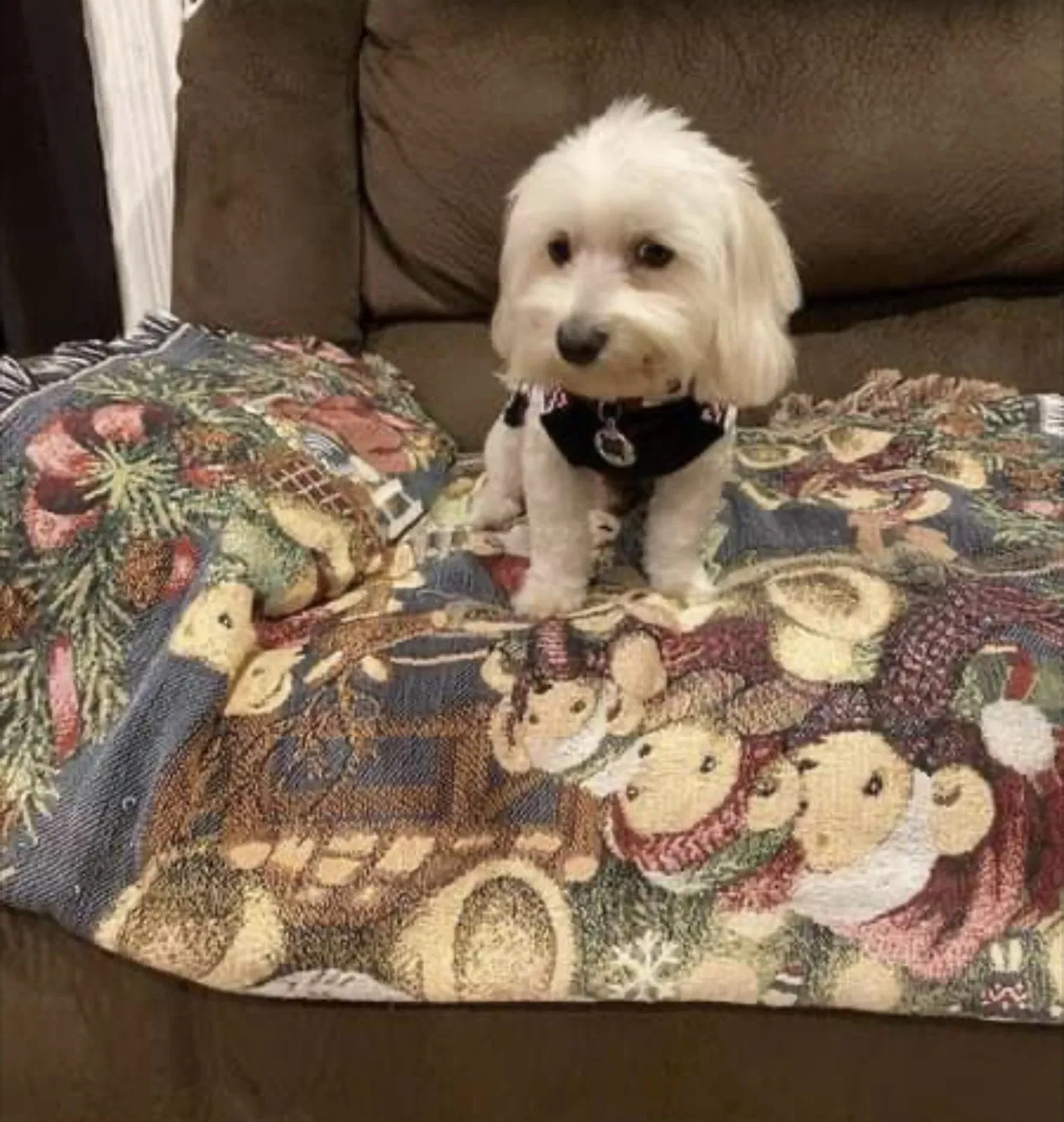 Lost dog in Pico Rivera, CA, 90660