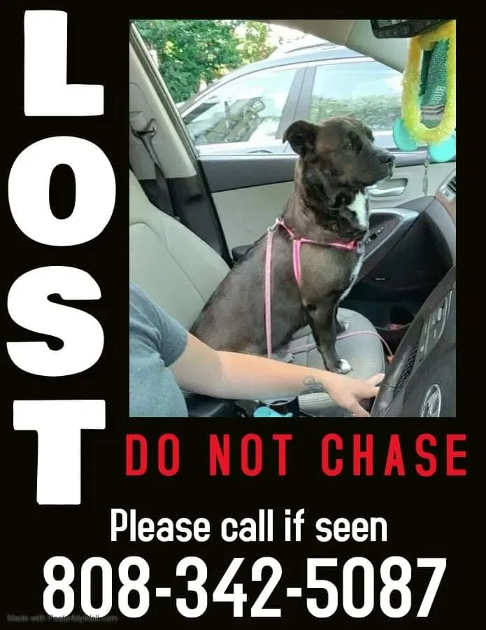 Lost dog in Hamburg, NJ, 7419