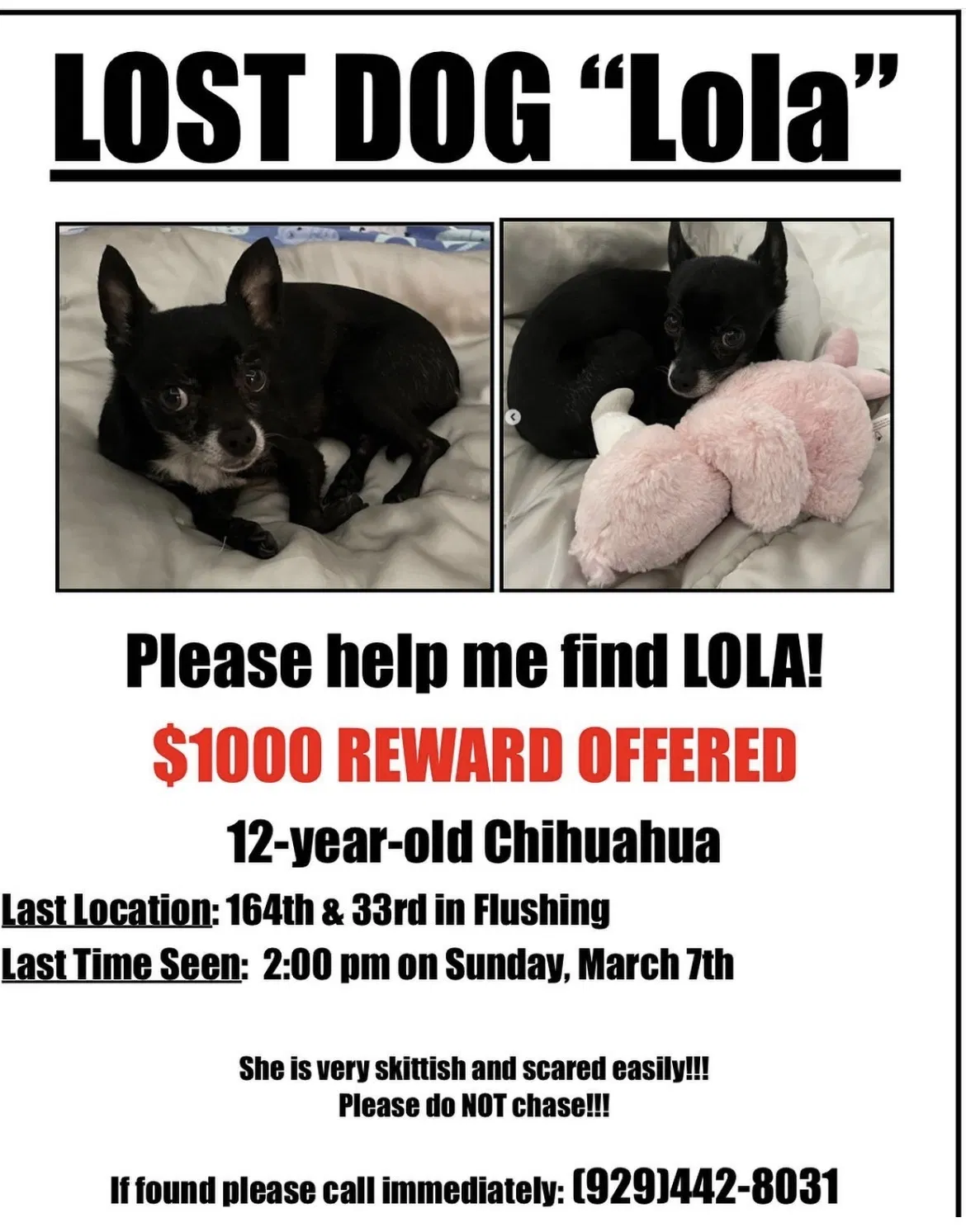 Lost dog in Whitestone, NY, 11357