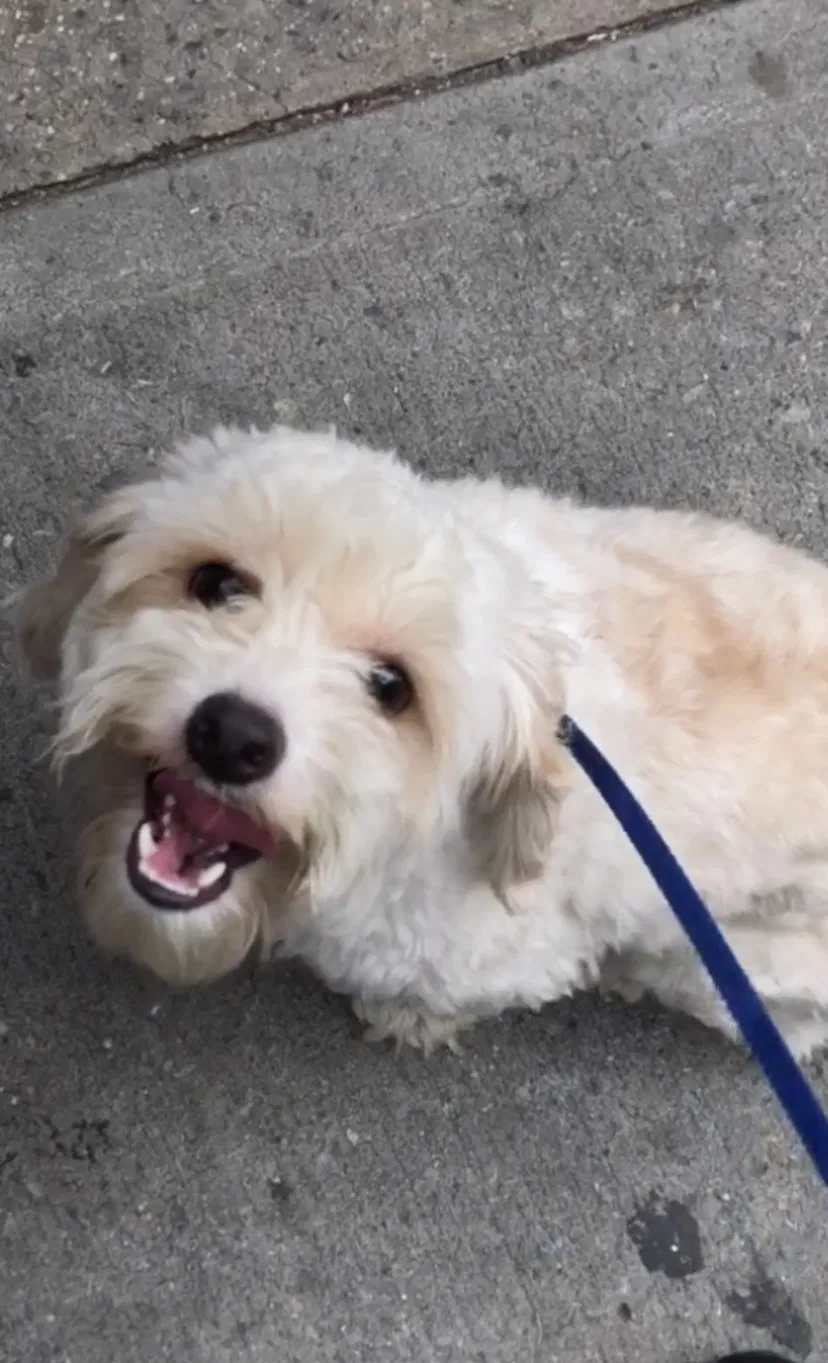 Lost dog in Bronx, NY, 10460