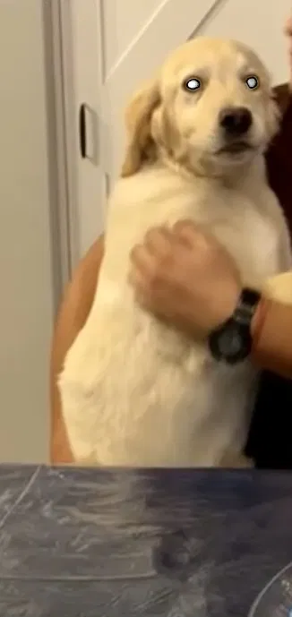 Lost dog in Phoenix, AZ, 85043