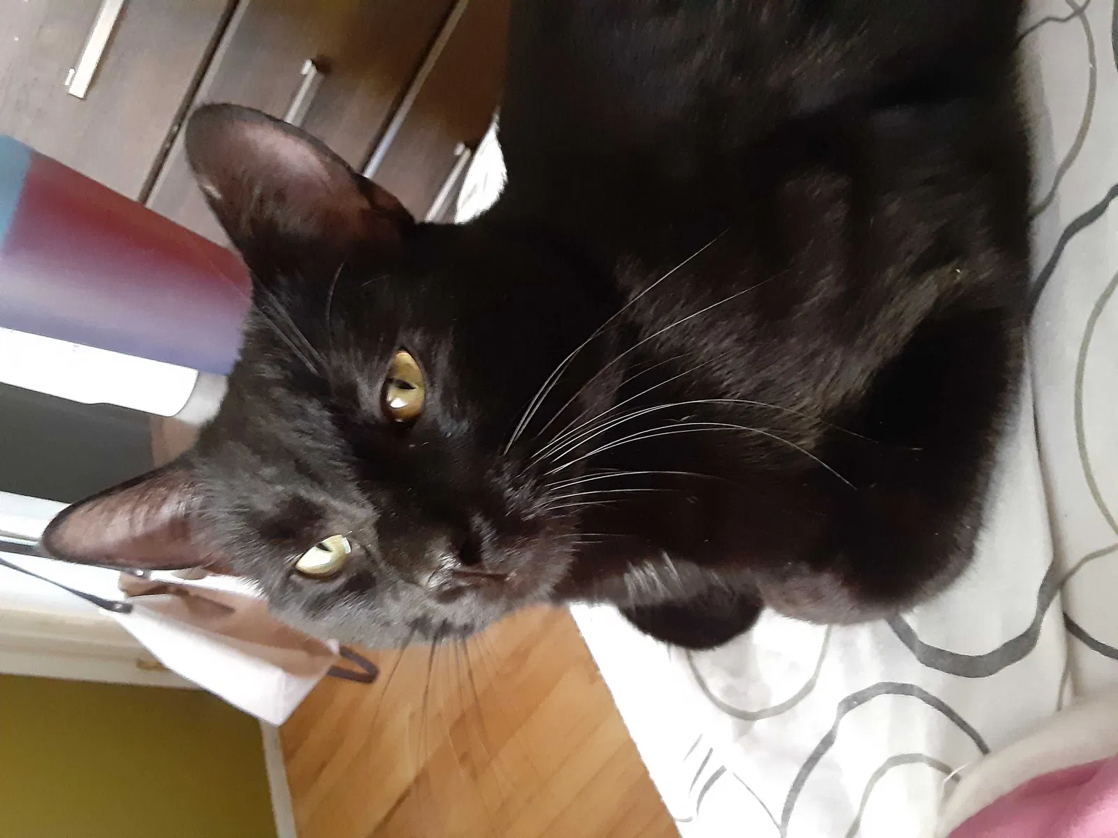 Lost cat in Rochester, NY, 14626