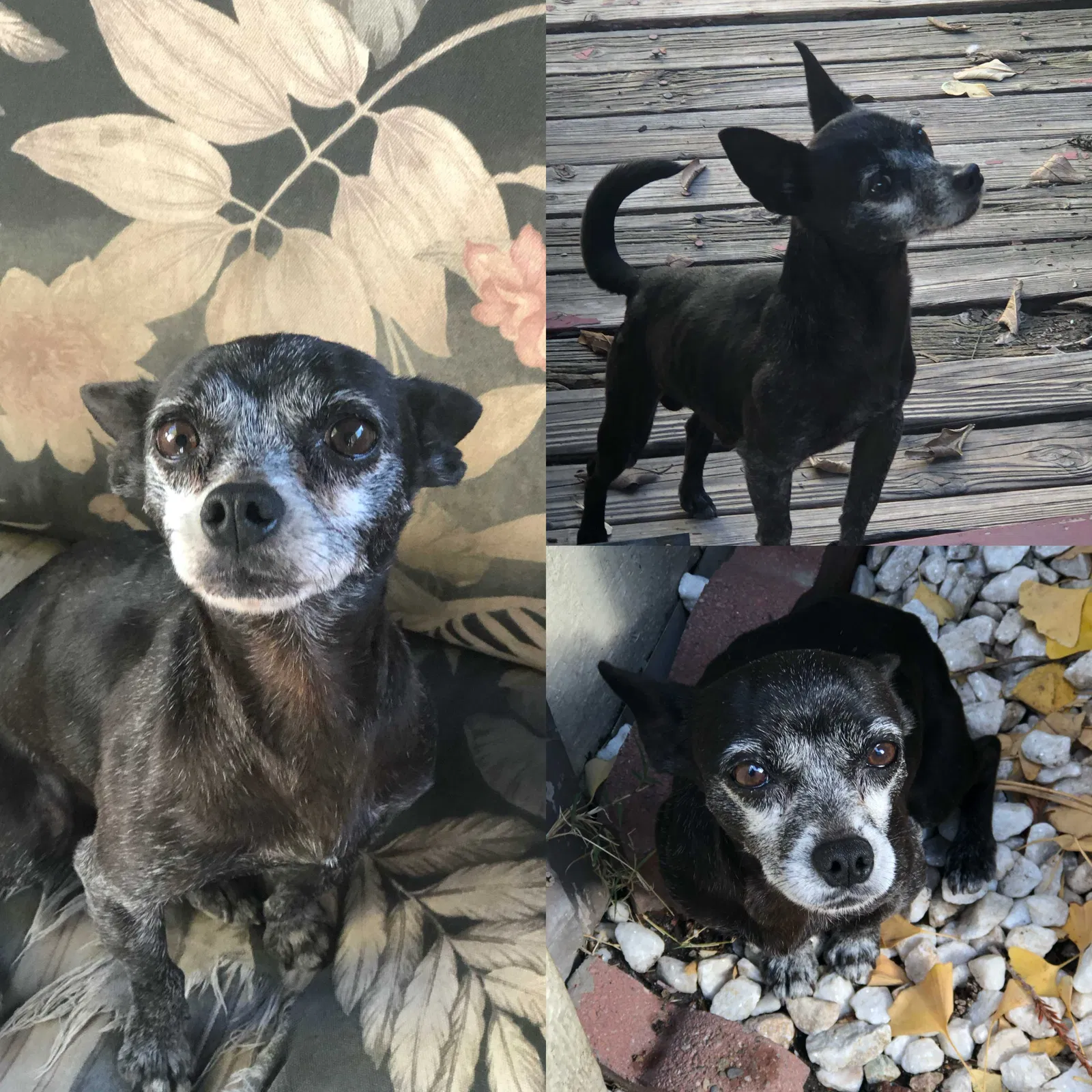 Lost dog in Modesto, CA, 95356