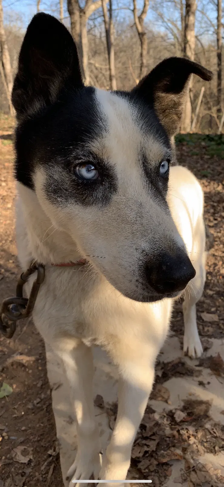 Lost dog in Lexington, NC, 27295