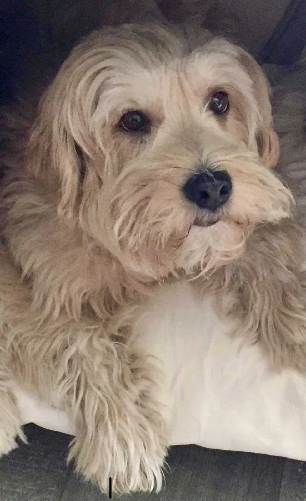 Lost dog in Las Vegas, NV, 89120