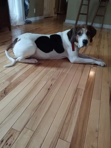 Lost dog in Hohenwald, TN, 38462