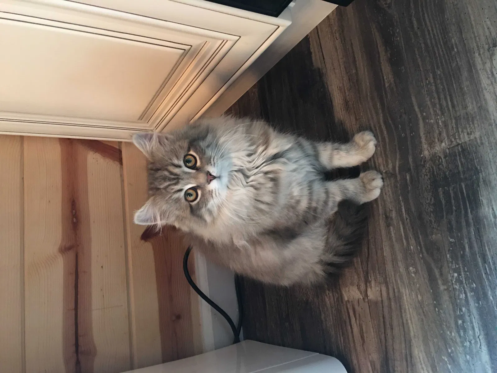 Lost cat in Newport, TN, 37821