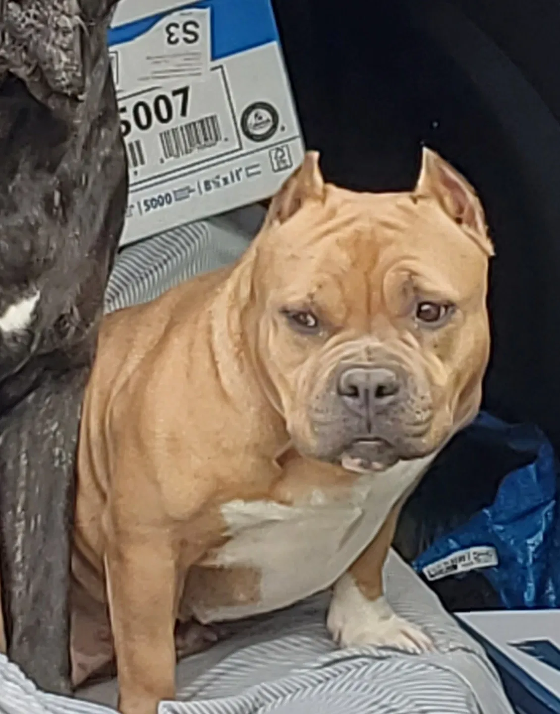 Lost dog in Hyattsville, MD, 20782