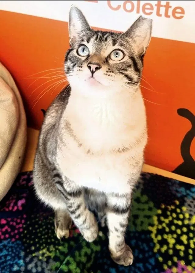 Lost cat in Draper, UT, 84020