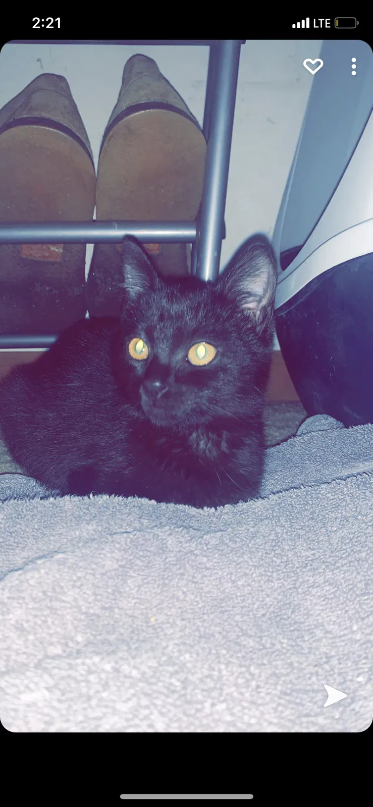 Lost cat in Fairburn, GA, 30213