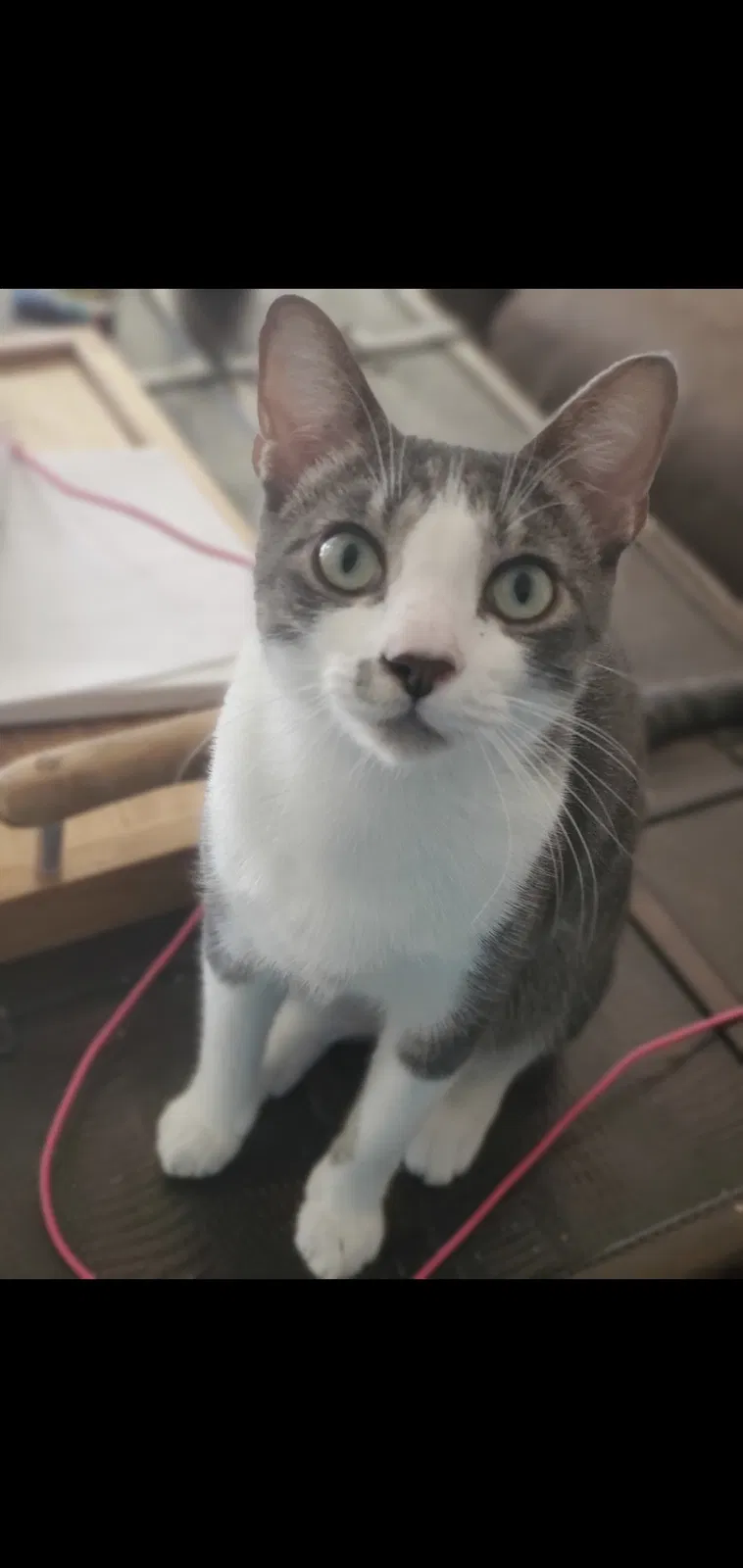 Lost cat in Clearwater, FL, 33764
