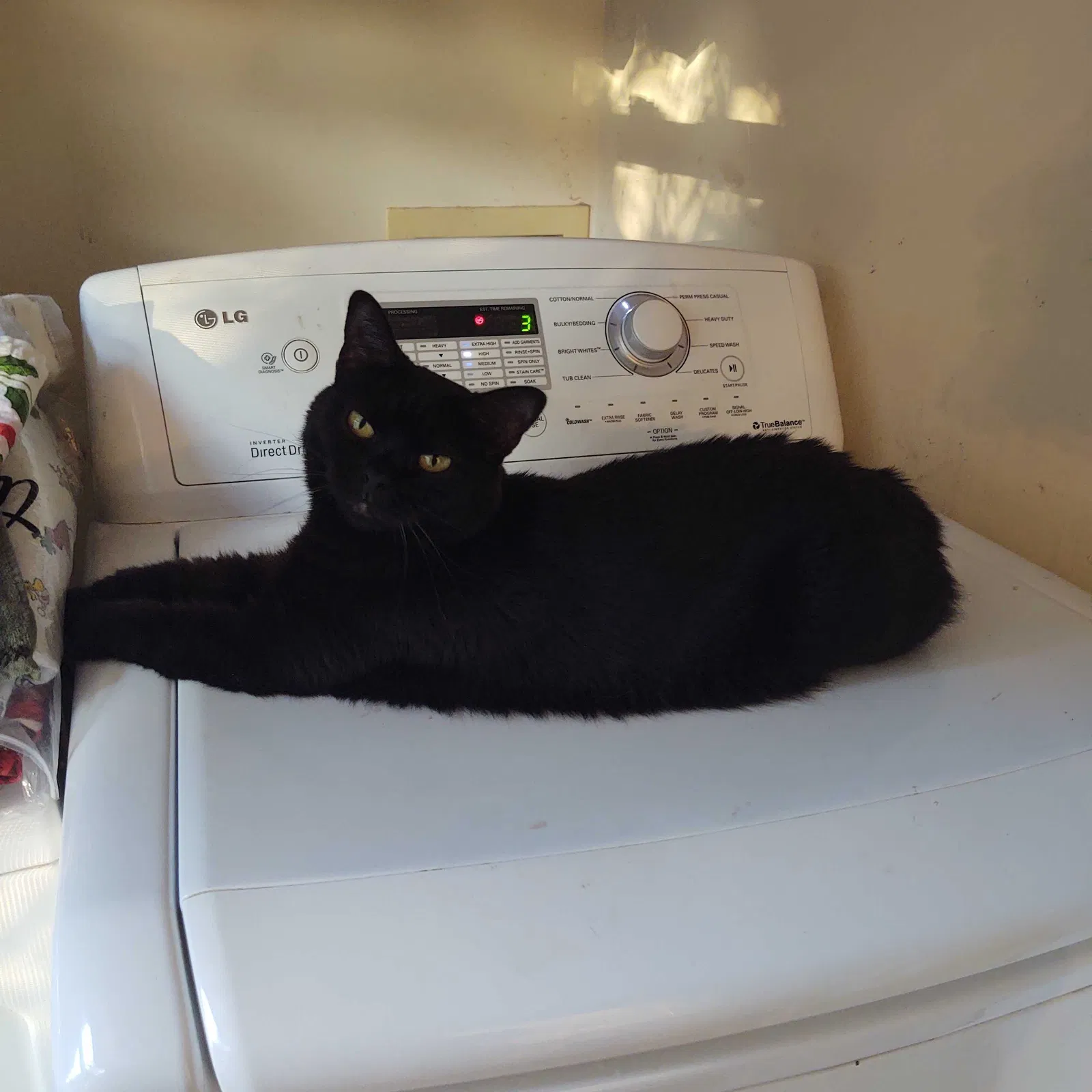 Lost cat in Pensacola, FL, 32504