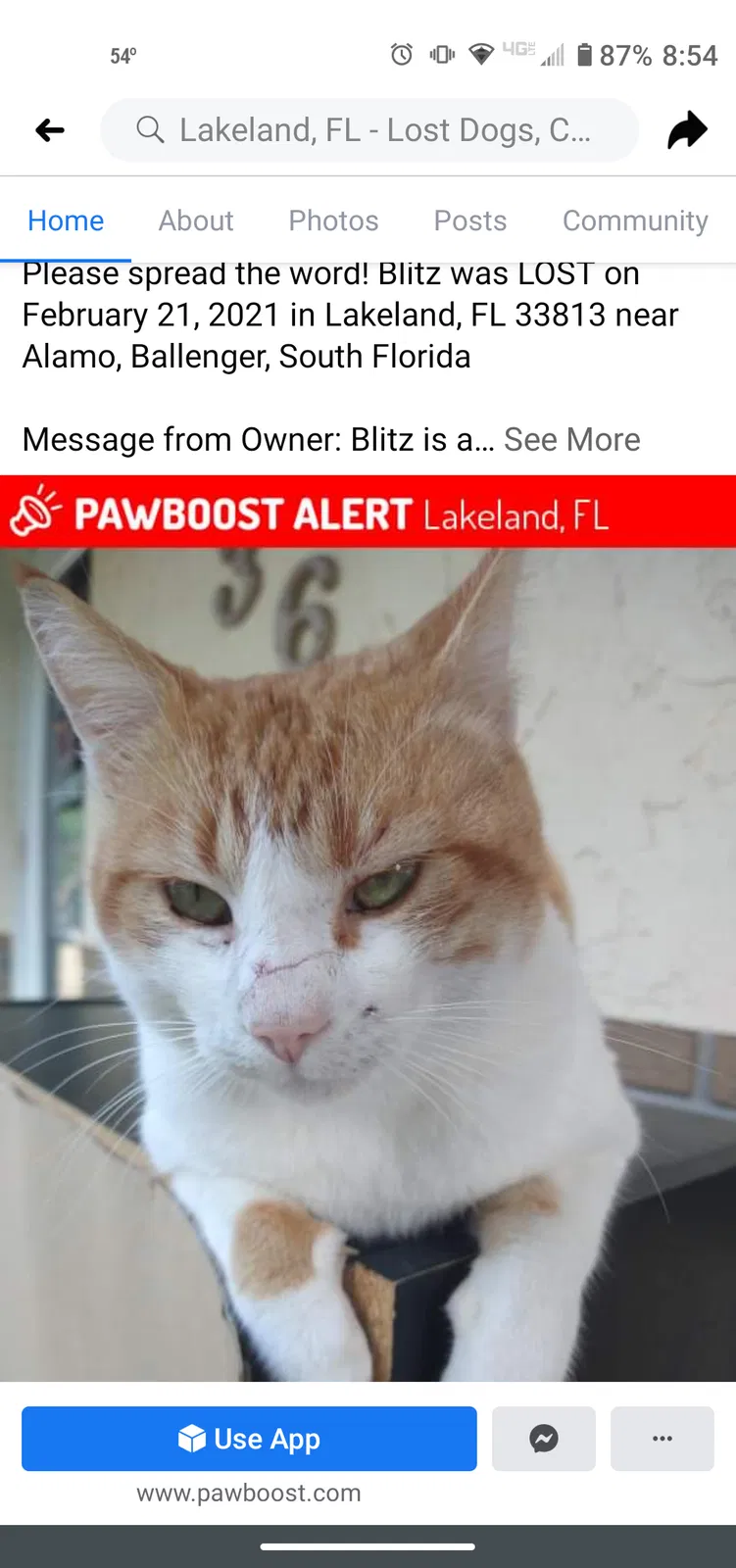 Lost cat in Lakeland, FL, 33813