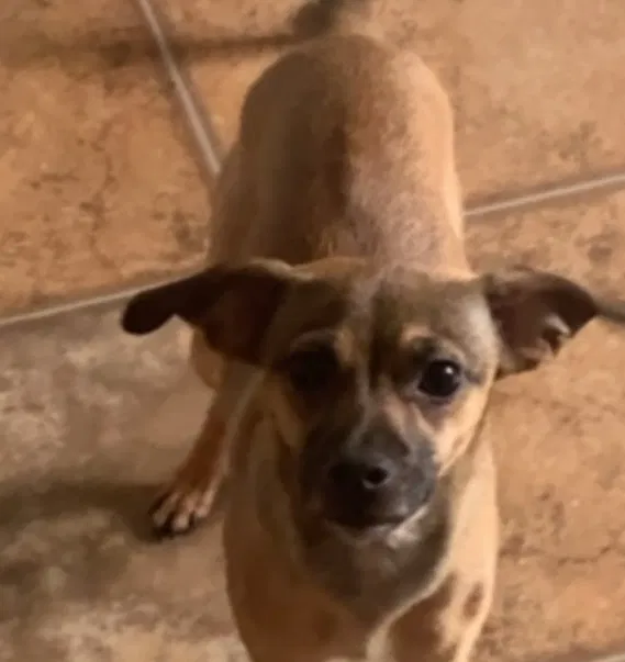 Lost dog in Hamilton, OH, 45011