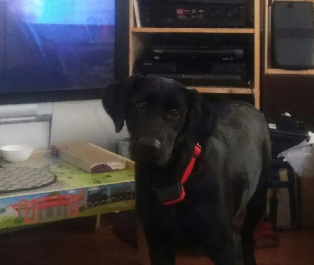 Lost dog in Rome, GA, 30161