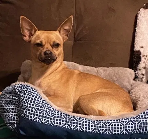 Lost dog in Reno, NV, 89521