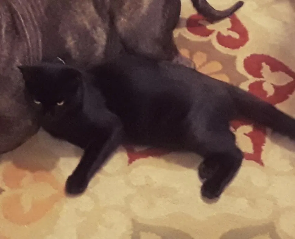 Lost cat in Roseville, CA, 95678