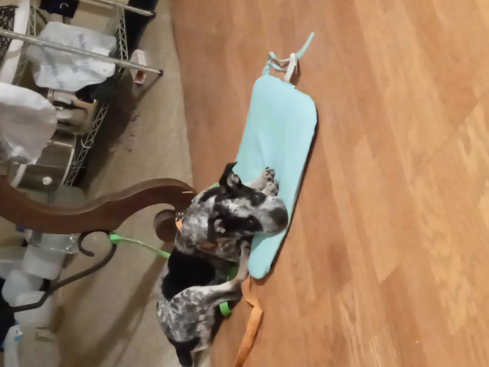 Lost dog in Athens, TN, 37303