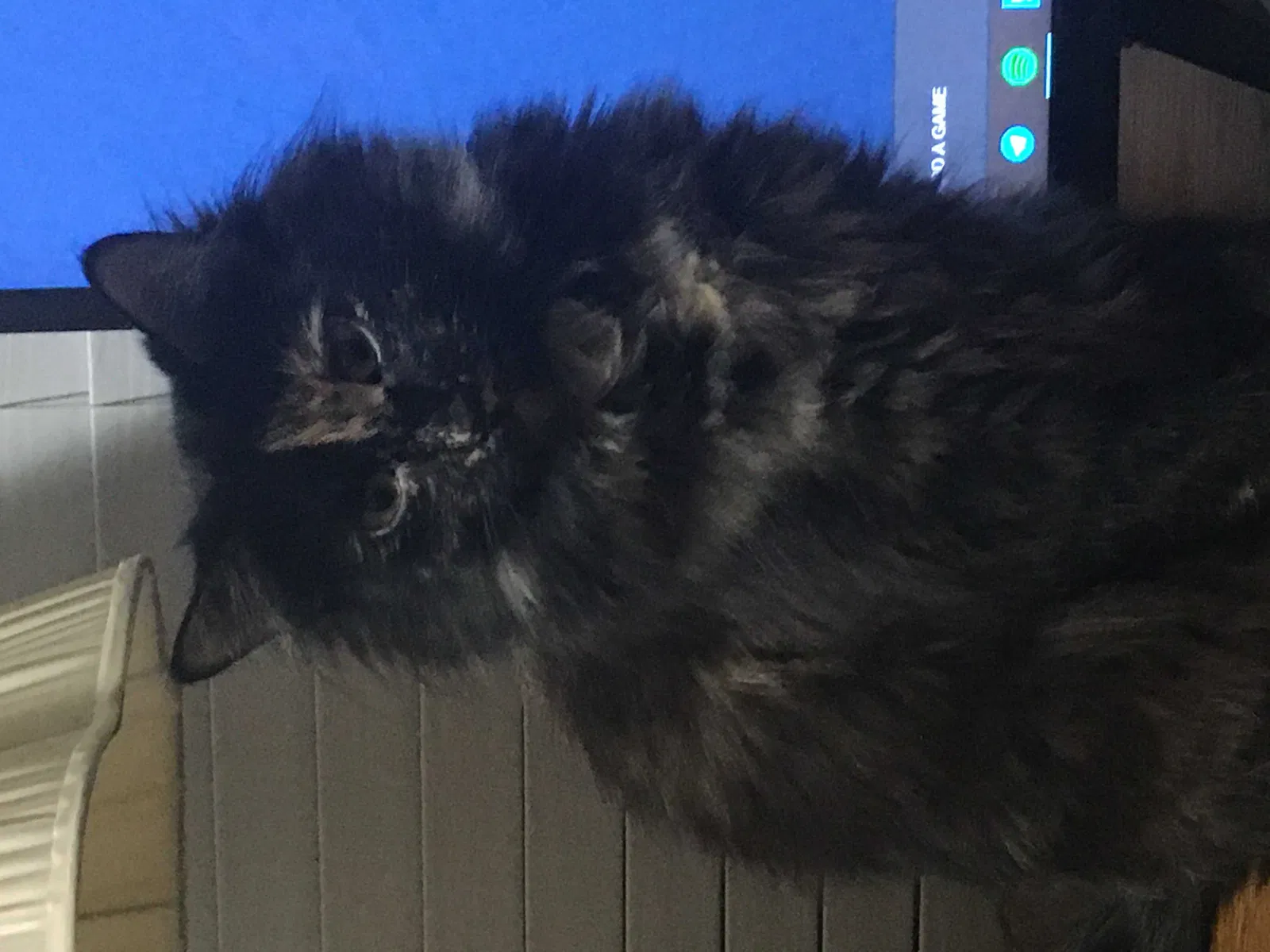 Lost cat in Blue Springs, MO, 64014