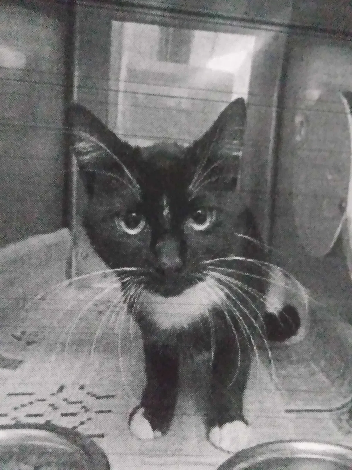 Lost cat in Wichita, KS, 67220