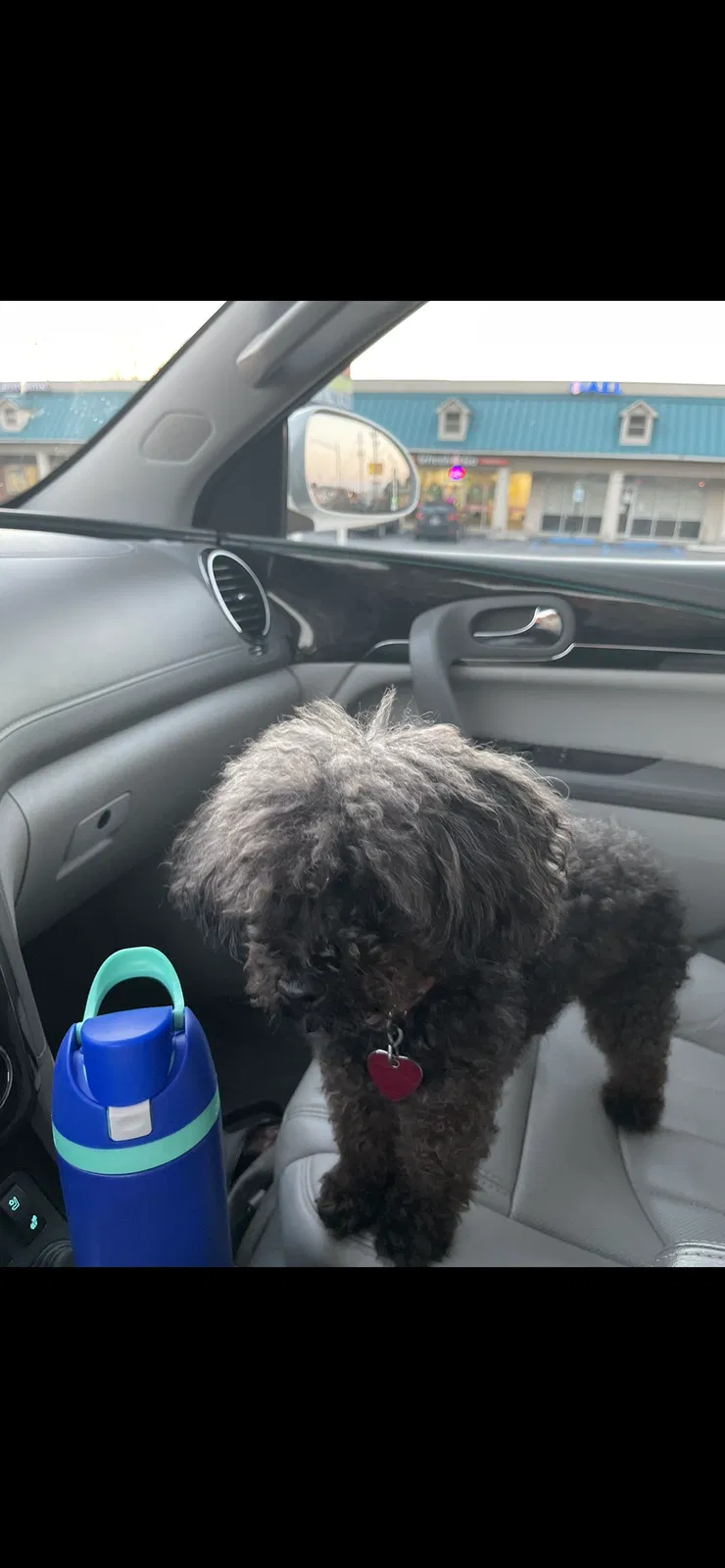 Lost dog in Birmingham, AL, 35244