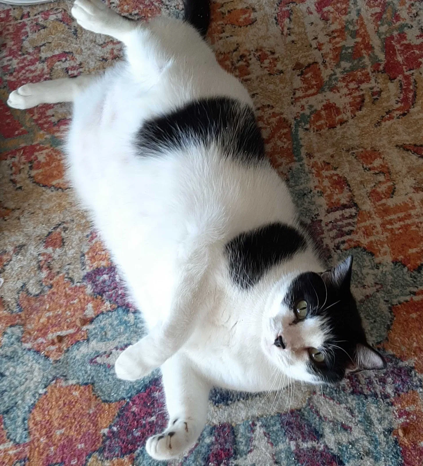 Lost cat in Winter Garden, FL, 34787