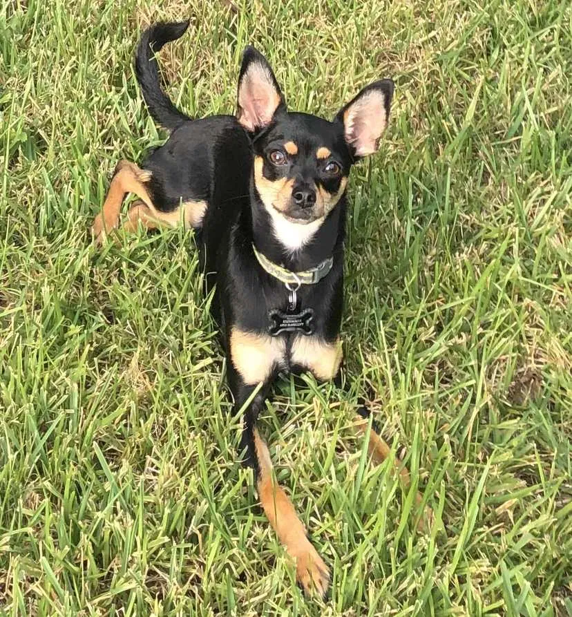 Lost dog in Pasadena, TX, 77505